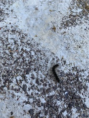 Hyphantria cunea