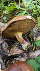 Lanmaoa angustispora