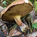 Lanmaoa angustispora