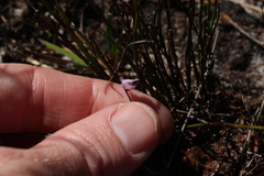 Utricularia lateriflora