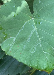 Phyllocnistis vitegenella