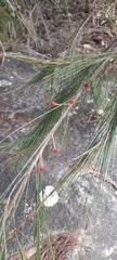 Allocasuarina littoralis