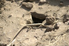 Veromessor pergandei