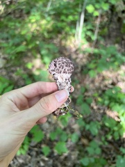 Strobilomyces strobilaceus