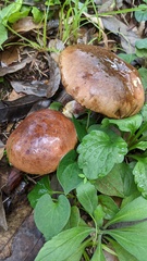 Lanmaoa angustispora