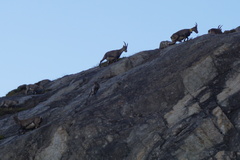 Capra ibex