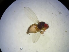 Drosophilidae