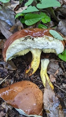 Lanmaoa angustispora