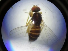 Drosophilidae