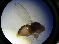 Drosophilidae