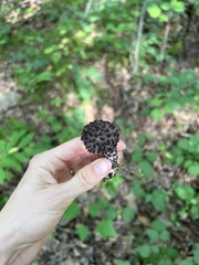 Strobilomyces strobilaceus