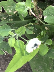 Chrysoesthia sexguttella