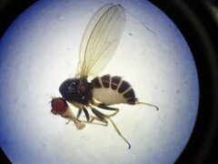 Drosophilidae
