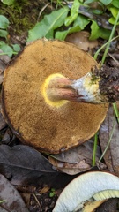 Lanmaoa angustispora