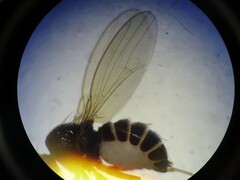 Drosophilidae