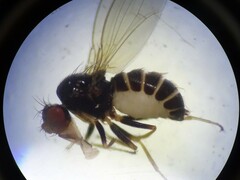 Drosophilidae