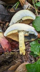 Lanmaoa angustispora