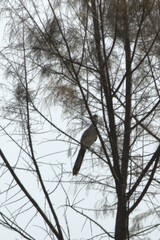 Geococcyx californianus