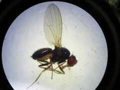 Drosophilidae