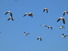 Recurvirostra americana