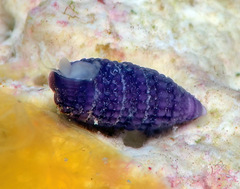 Cerithiopsidae