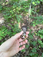 Strobilomyces strobilaceus