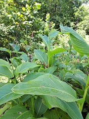 Canna indica