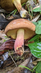 Lanmaoa angustispora