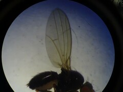 Drosophilidae