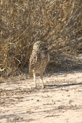 Athene cunicularia