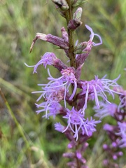 Liatris
