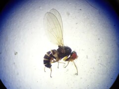 Drosophilidae