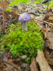 Cortinarius