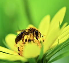 Andrena helianthi