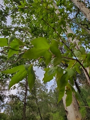 Platanus wrightii