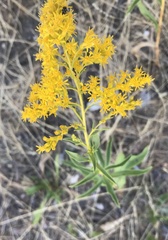 Solidago missouriensis