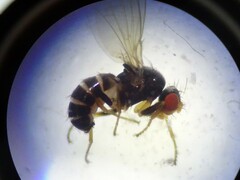 Drosophilidae