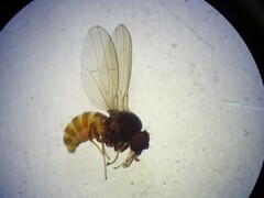 Drosophilidae