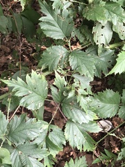 Rubus laciniatus