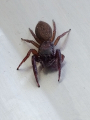 Trite auricoma