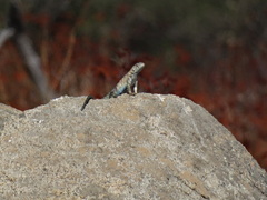 Sceloporus orcutti