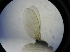 Drosophilidae