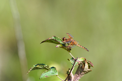 Libellula semifasciata
