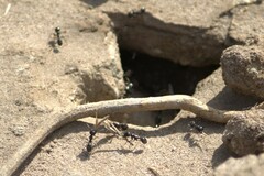 Veromessor pergandei