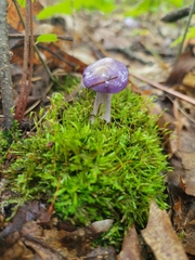 Cortinarius