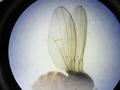 Drosophilidae
