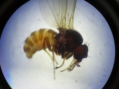 Drosophilidae