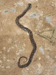 Bothrops asper