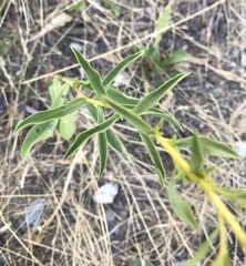 Solidago missouriensis