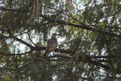Toxostoma bendirei